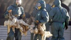 Γρίπη των πτηνών: Και οι ΗΠΑ παραγγέλνουν εμβόλιο εν μέσω φόβων για πανδημία