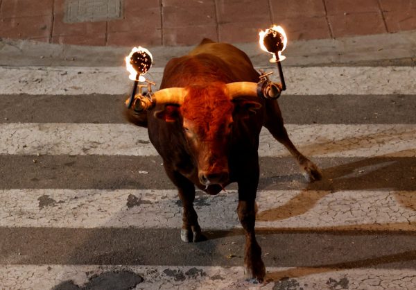 Ισπανία: Έξι τραυματίες μετά το επικίνδυνο «κυνηγητό» με ταύρους
