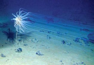 Μυστηριώδης πηγή ηλεκτρισμού και οξυγόνου αψηφά όσα γνωρίζαμε για τους ωκεανούς
