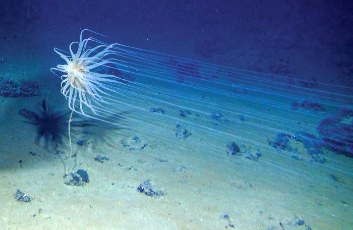 Μυστηριώδης πηγή ηλεκτρισμού και οξυγόνου αψηφά όσα γνωρίζαμε για τους ωκεανούς