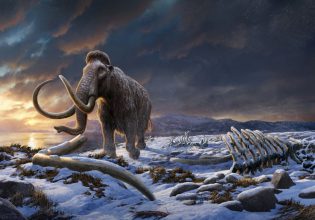 Μαμούθ 52.000 ετών έκρυβε τα πρώτα απολιθωμένα χρωμοσώματα