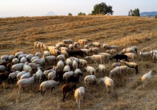 Αυτός είναι ο πιο συνηθισμένος τρόπος μετάδοσης της πανώλης στα αιγοπρόβατα