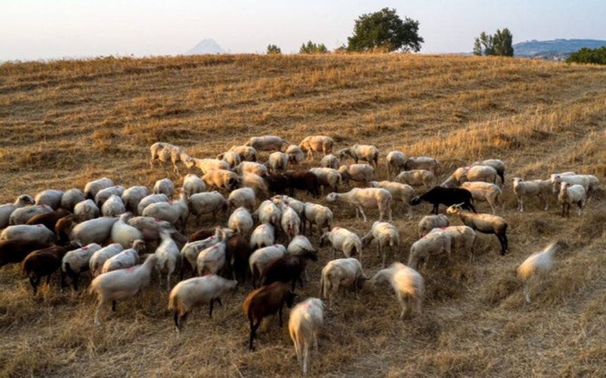 Αυτός είναι ο πιο συνηθισμένος τρόπος μετάδοσης της πανώλης στα αιγοπρόβατα