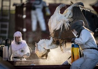 Γρίπη των πτηνών: Ποιοι θα κινδυνεύσουν περισσότερο σε περίπτωση πανδημίας