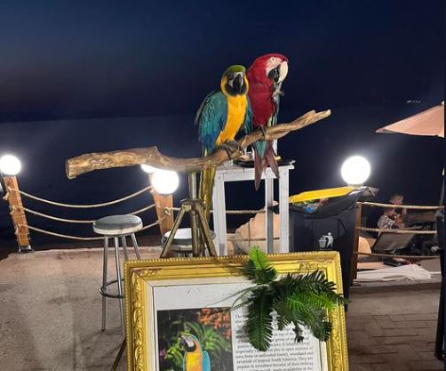 Χαλκιδική: «Καμπάνα» 20.000 ευρώ σε ιδιοκτήτη ξενοδοχείου που χρησιμοποιούσε παπαγάλους ως «κράχτες»