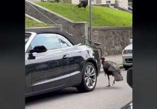 Βοστώνη: Βίντεο καταγράφει γαλοπούλα να… τραμπουκίζει κάμπριο σπορ αυτοκίνητο