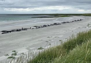 Τραγωδία στη Σκωτία: Τι προκάλεσε τον θάνατο 77 υγιών φαλαινών