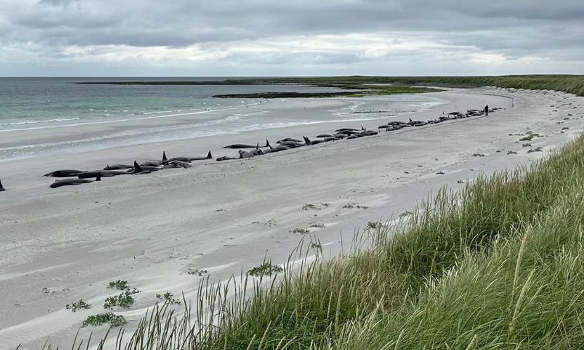 Τραγωδία στη Σκωτία: Τι προκάλεσε τον θάνατο 77 υγιών φαλαινών