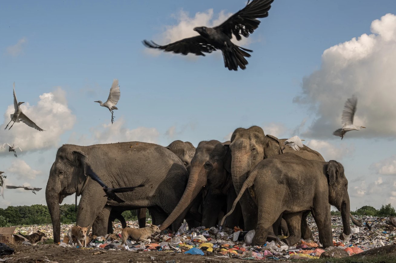 «Μία θλιβερή πραγματικότητα» - Η καταστροφή του πλανήτη μας μέσα από βραβευμένες εικόνες