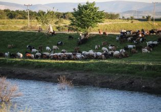 Πανώλη: Νέο κρούσμα σε αιγοπρόβατα στη Λάρισα – «Απειλείται το ζωικό κεφάλαιο της Περιφέρειας»