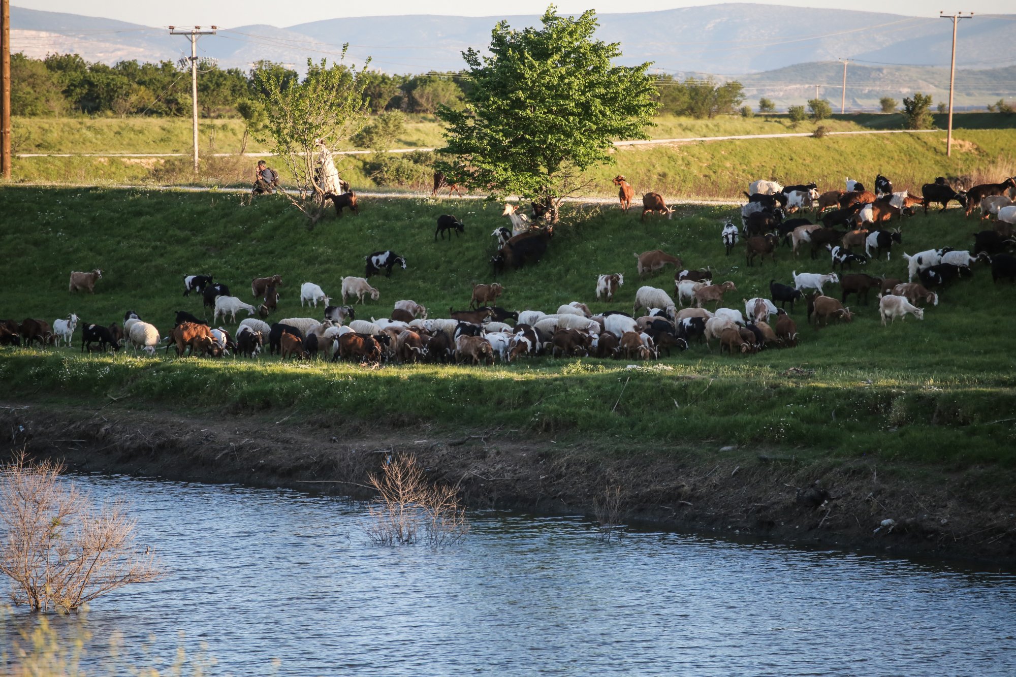 Πανώλη: Νέο κρούσμα πανώλης σε αιγοπρόβατα στη Λάρισα – «Απειλείται το ζωικό κεφάλαιο της Περιφέρειας»