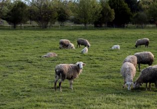Πανώλη σε αιγοπρόβατα: Δεν μεταδίδεται στον άνθρωπο – 12 χρήσιμες ερωταπαντήσεις