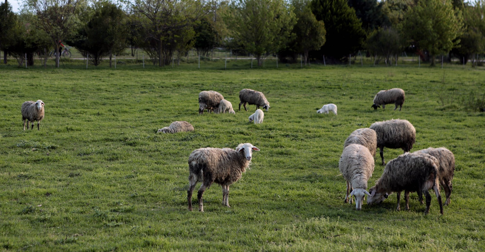 Πανώλη σε αιγοπρόβατα: Δεν μεταδίδεται στον άνθρωπο - 12 χρήσιμες ερωταπαντήσεις