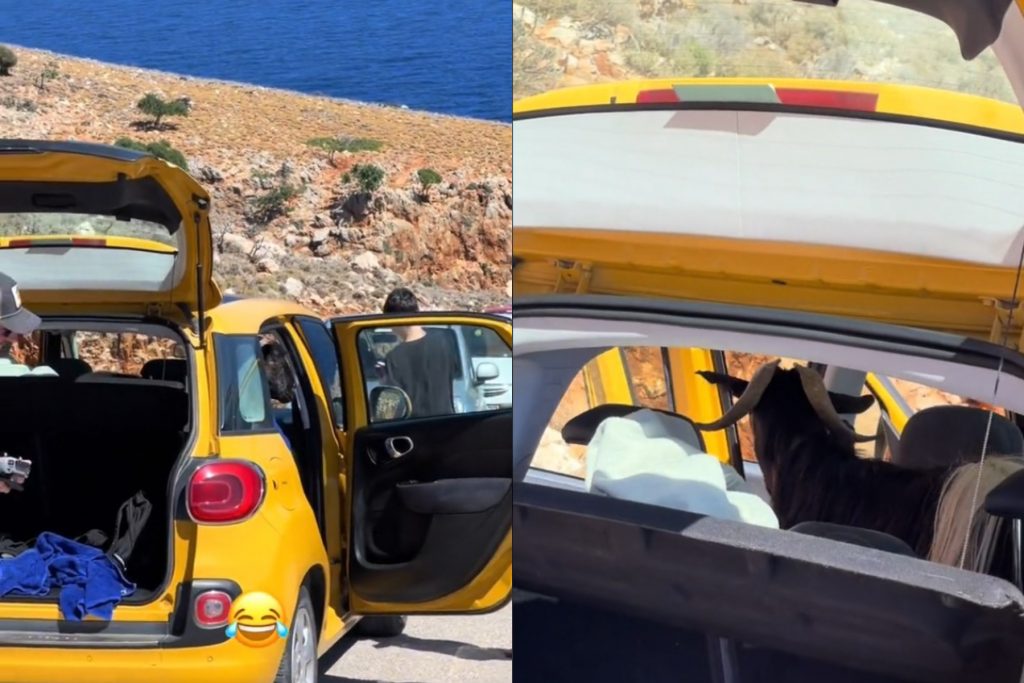 Τράγος κατσικώθηκε στο αμάξι τουριστών στα Χανιά – «Καταλαβαίνεις ότι είσαι διακοπές στην Ελλάδα, όταν…»