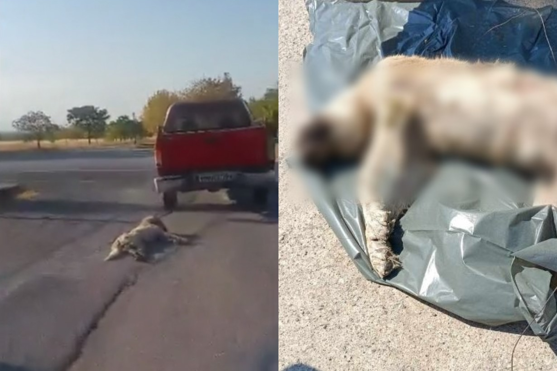 Ημαθία: Συνελήφθη ο οδηγός που έσερνε σκύλο με το αγροτικό του