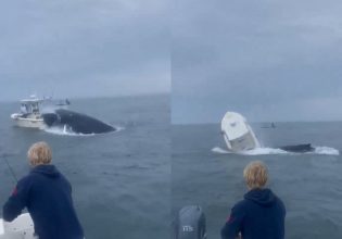 ΗΠΑ: Φάλαινα προσγειώθηκε σε βάρκα ψαράδων και τους εκτόξευσε στον αέρα