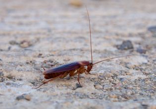 Λάρισα: Ιπτάμενες κατσαρίδες παντού – Ανάστατοι οι κάτοικοι «σφραγίζουν» σιφόνια με κάθε μέσο