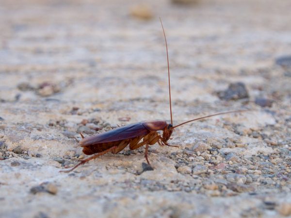 Λάρισα: Ιπτάμενες κατσαρίδες παντού – Ανάστατοι οι κάτοικοι «σφραγίζουν» σιφόνια με κάθε μέσο