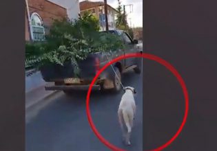 Κοζάνη: Έδεσε τον σκύλο σε ΙΧ και το τραβούσε εν κινήσει – Βίντεο από την κακοποίηση