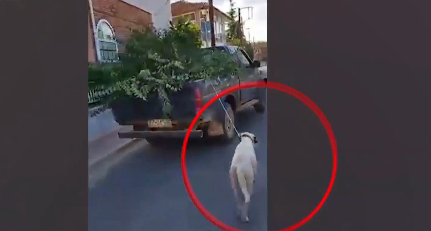 Κοζάνη: Έδεσε τον σκύλο σε ΙΧ και το τραβούσε εν κινήσει - Βίντεο από την κακοποίηση
