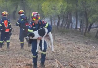 Φωτιά στην Εύβοια: Η στιγμή που πυροσβέστης σώζει σκυλάκι (Βίντεο)