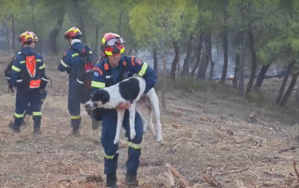 Φωτιά στην Εύβοια: Η στιγμή που πυροσβέστης σώζει σκυλάκι (Βίντεο)