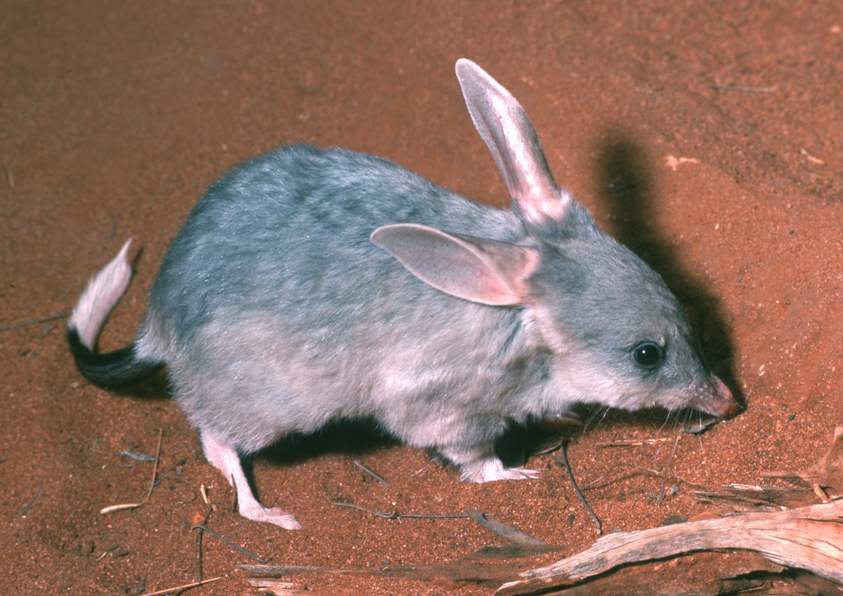 Μπίλμπι: Οι επιστήμονες προσπαθούν να σώσουν τα μικρά αυτά ζώα με τα γελοία υπερμεγέθη αυτιά