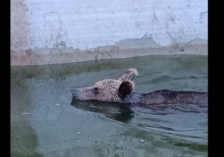 Ιωάννινα: Περιπέτεια για νεαρή αρκούδα, που εγκλωβίστηκε σε δεξαμενή νερού