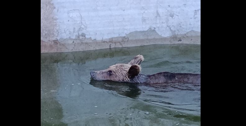 Ιωάννινα: Περιπέτεια για νεαρή αρκούδα, που εγκλωβίστηκε σε δεξαμενή νερού