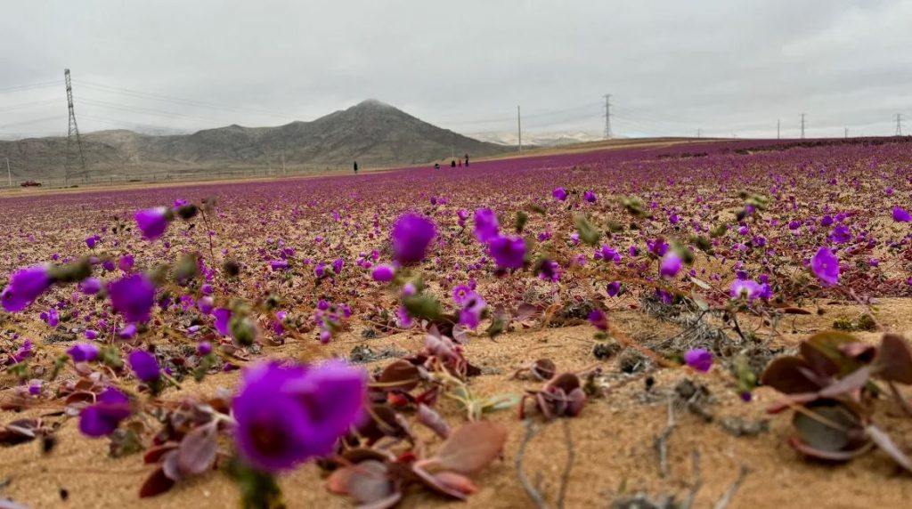 Χιλή: Η εποχή που ανθίζει η πιο άνυδρη έρημος του κόσμου