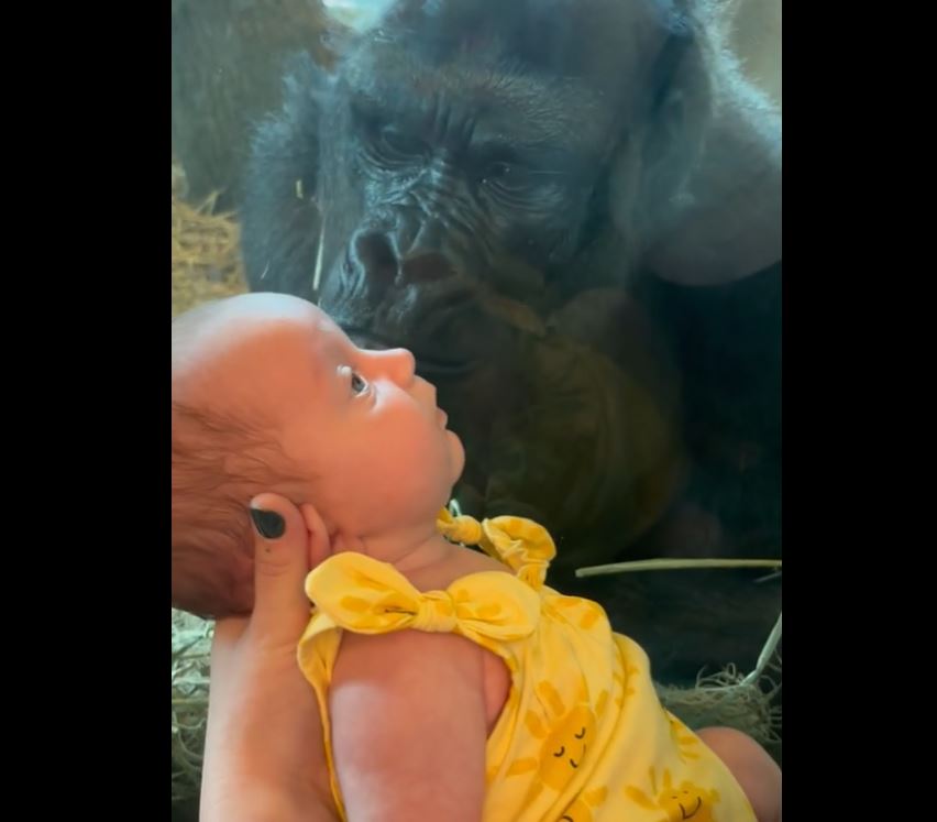 ΗΠΑ: Γορίλας γίνεται viral στο Tik Tok σε ζωολογικό κήπο στο Οχάιο - Προσπάθησε να φιλήσει ένα μωρό