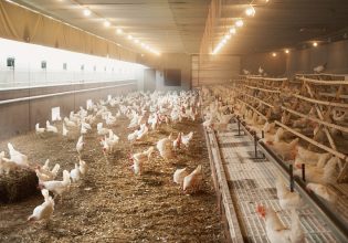 Γρίπη των πτηνών: Σε ετοιμότητα ο ΕΟΔΥ καθώς αυξάνονται τα κρούσματα παγκοσμίως