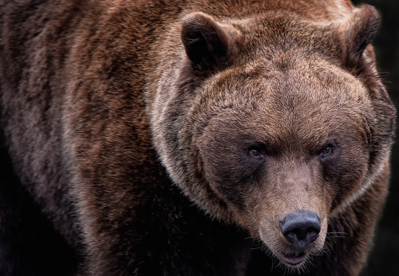 Καστοριά: Αρκούδα έκοβε βόλτες στο κέντρο του Άργους Ορεστικού