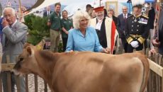 Ξεκαρδιστικό βίντεο: Αγελάδες… καβάλησαν η μία την άλλη μπροστά στη Βασίλισσα Καμίλα – Ξέσπασε σε γέλια