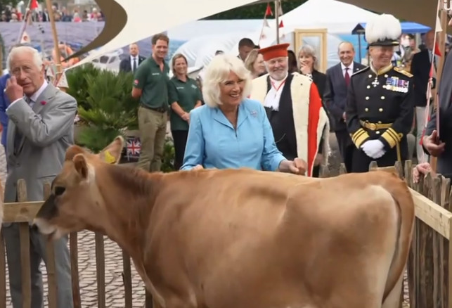Ξεκαρδιστικό βίντεο: Αγελάδες... καβάλησαν η μία την άλλη μπροστά στη Βασίλισσα Καμίλα - Ξέσπασε σε γέλια