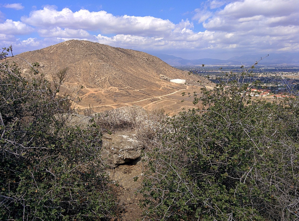 California: Oldest Tree on Earth Is in Danger Due to…Development