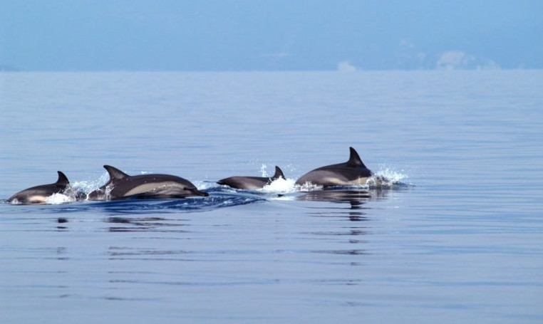 Λουτράκι: Γέμισε δελφίνια ο Κορινθιακός - Μαγευτικό θέαμα για κατοίκους και επισκέπτες (βίντεο)