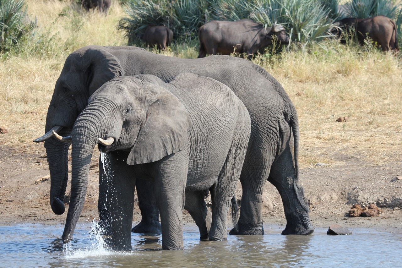 Νότια Αφρική: Ισπανός τουρίστας ποδοπατήθηκε από ελέφαντα σε εθνικό πάρκο