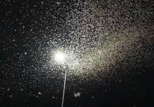 Έντομα στη Λάρισα: Μετά τις ιπτάμενες κατσαρίδες, «επιδρομή» από εφημερόπτερα – Αποκρουστικό θέαμα