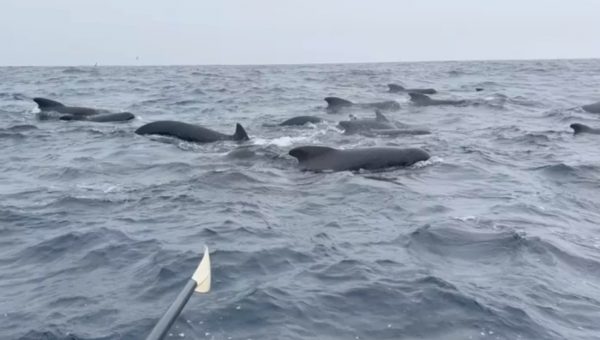 Ατλαντικός: Τρόμος για κωπηλάτη στον Ωκεανό – Περικυκλώθηκε από εκατοντάδες φάλαινες