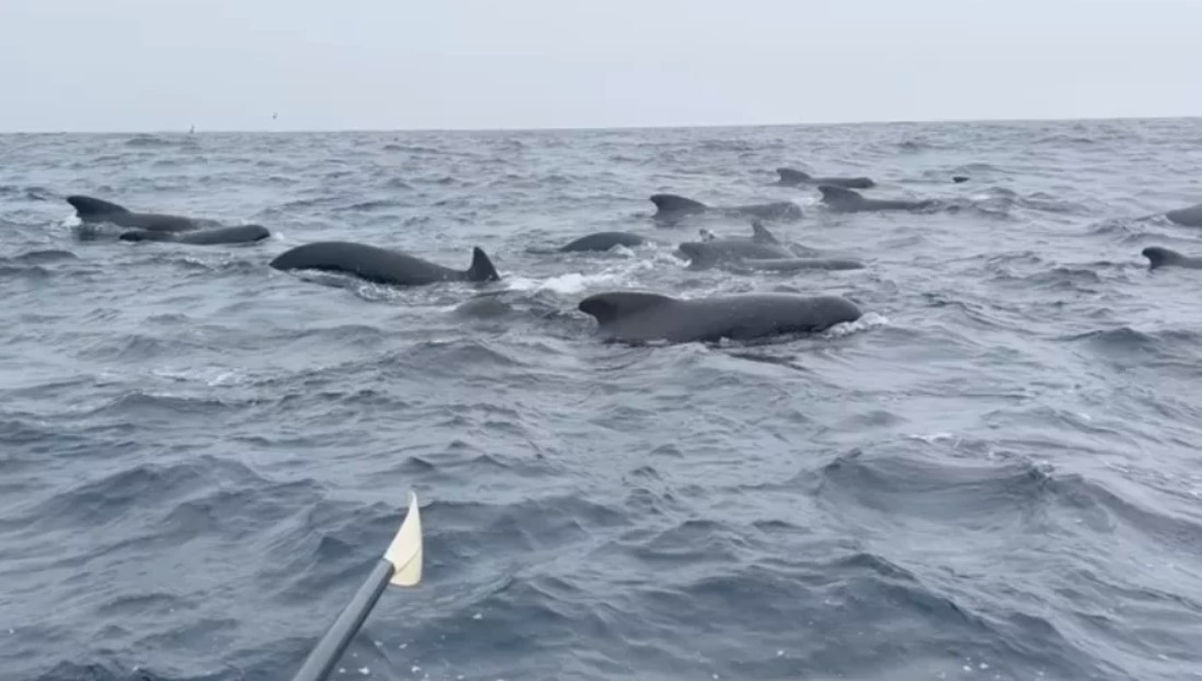 Ατλαντικός: Τρόμος για κωπηλάτη στον Ωκεανό - Περικυκλώθηκε από εκατοντάδες φάλαινες