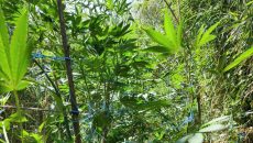 Χανιά: Εντοπίστηκε φυτεία 830 δενδρυλλίων κάνναβης
