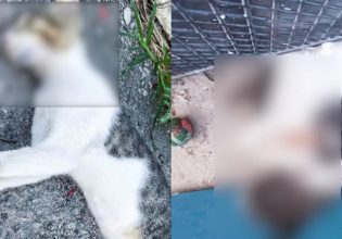 Σοκ στην Αιγιαλεία: Σκότωσαν γάτες με φόλες – Επικηρύχθηκε ο δράστης