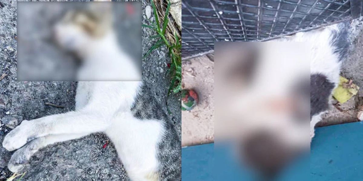 Σοκ στην Αιγιαλεία: Σκότωσαν γάτες με φόλες - Επικηρύχθηκε ο δράστης
