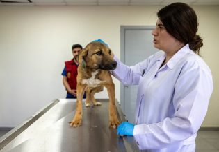 Τουρκία: Κατακραυγή για νομοσχέδιο που επιτρέπει τη θανάτωση αδέσποτων σκύλων