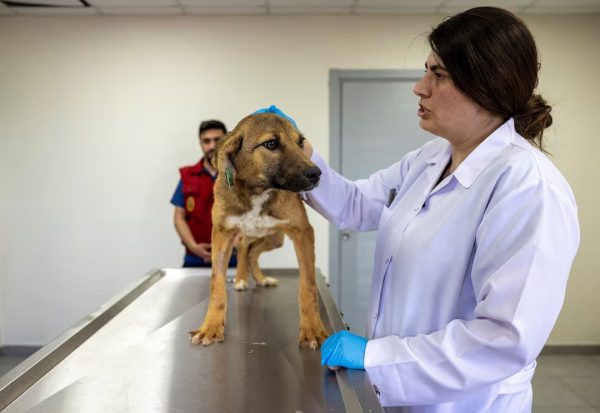 Τουρκία: Κατακραυγή για νομοσχέδιο που επιτρέπει τη θανάτωση αδέσποτων σκύλων