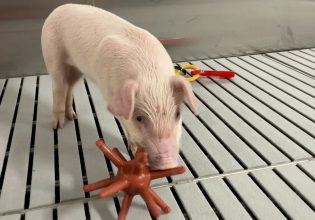 Αυτά είναι τα πιο καθαρά γουρούνια του κόσμου – Δεν προορίζονται για μπέικον αλλά για δότες οργάνων