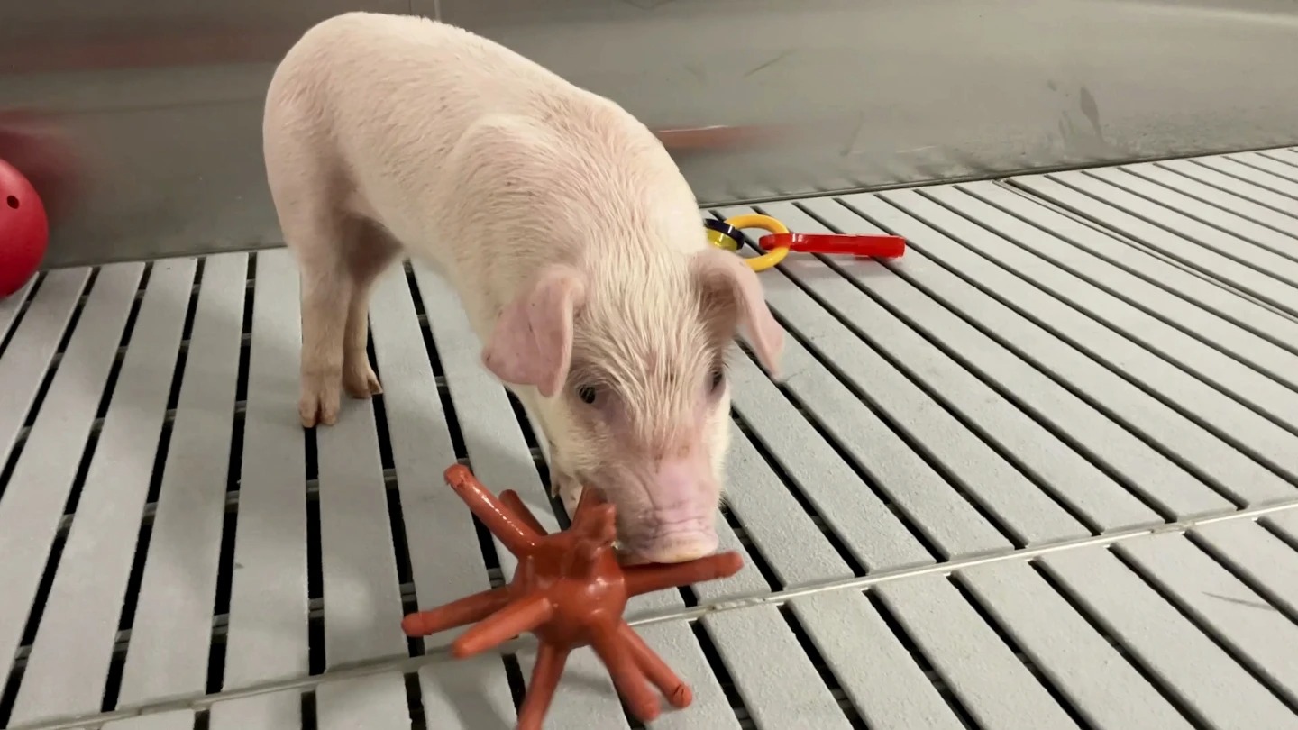 Αυτά είναι τα πιο καθαρά γουρούνια του κόσμου – Δεν προορίζονται για μπέικον αλλά για δότες οργάνων
