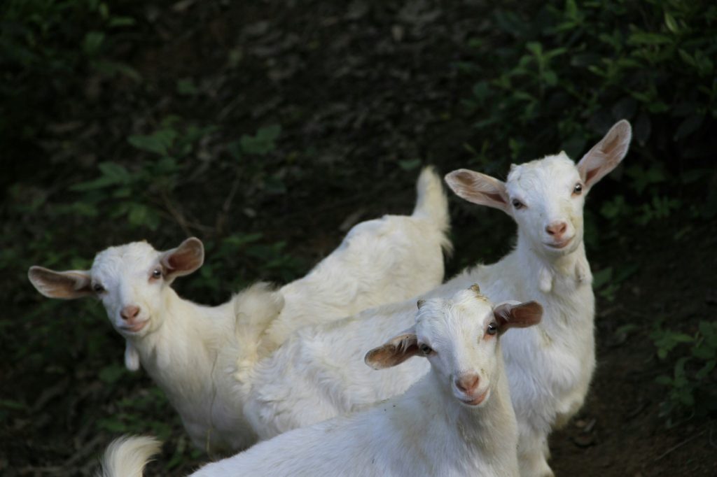 10 ερωτήσεις – απαντήσεις για την πανώλη στα αιγοπρόβατα