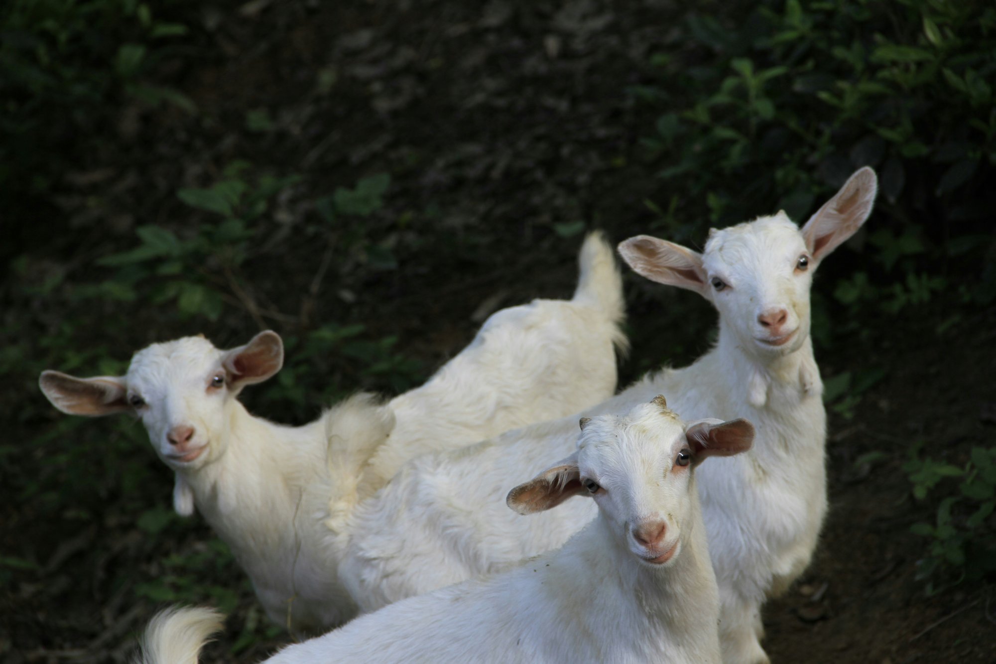 10 ερωτήσεις - απαντήσεις για την πανώλη στα αιγοπρόβατα